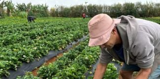 Emater-DF encerra 2024 com mais de 167 mil atendimentos e impulsiona a agricultura no DF