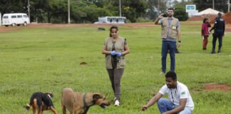 Dezembro Verde: a importância do combate ao abandono de animais