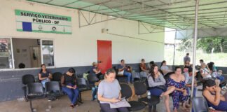 Mais de 320 mil animais tiveram atendimento gratuito no Serviço Veterinário Público do DF em 2024