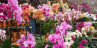 Produção de flores movimenta mais de R$ 200 milhões por ano no Distrito Federal