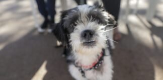 Evento com foco na proteção de animais será realizado no Parque da Cidade