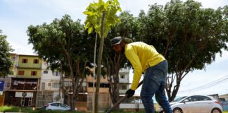 Mais verde e urbanizado, Sol Nascente/Pôr do Sol recebe mudas de árvores em diferentes pontos da cidade