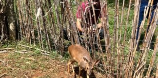 Parceria entre órgãos ambientais investe nos cuidados com a fauna silvestre