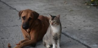 Programa mensal de castração gratuita do GDF beneficiará 720 animais em fevereiro