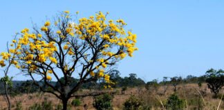 Portaria organiza e oficializa a realização da 5ª Conferência do Meio Ambiente