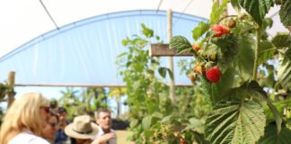 Câmara Setorial de Fruticultura é criada para impulsionar cadeia produtiva