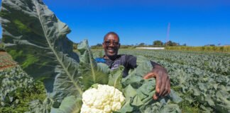 Investimento de R$ 44 milhões em programas de aquisição de alimentos fortalece agricultura familiar e segurança alimentar