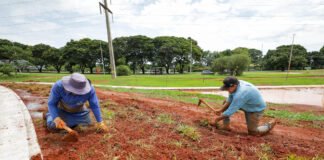 Plantio de grama no Parque Internacional da Paz marca início do paisagismo do Drenar DF