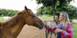 Aumento de apreensões de animais de grande porte reforça cuidado do GDF com equinos e bovinos vítimas de maus-tratos