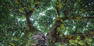Frutas ao alcance: Programa de arborização do DF muda a relação entre a população e as áreas verdes