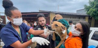 Operação conjunta do GDF resgata cerca de 100 cães em condições insalubres em residência na Candangolândia