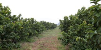 GDF concedeu R$ 10 milhões em créditos rurais a produtores e agricultores familiares