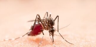 Acho que estou com dengue. E agora?
