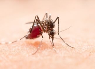 Acho que estou com dengue. E agora?