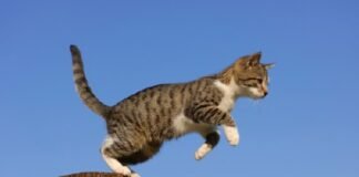 Saiba por que os gatos não se machucam quando pulam de lugares altos