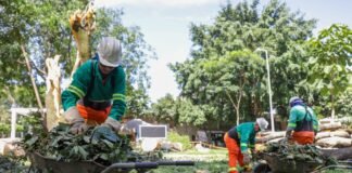 Equipes do GDF fazem ações emergenciais de cortes e podas de árvores após fortes chuvas
