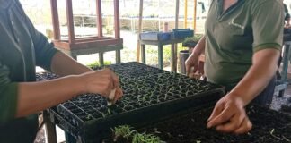 Trabalho em viveiros ajuda a transformar a vida de mulheres em processo de ressocialização