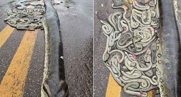 sucuri grávida é atropelada e ejeta 40 filhotes em rodovia no MT