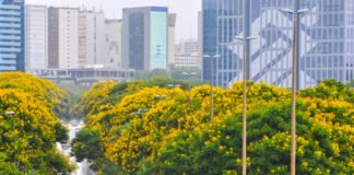 Cambuís abrem o calendário de floração de árvores do DF