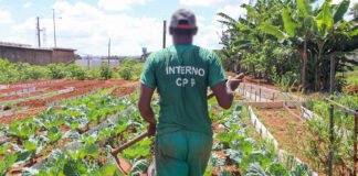 Horta contribui com ressocialização de custodiados e oferece alimentos de qualidade a instituições sociais