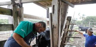 Melhoramento genético de gado aumenta produtividade e traz sustentabilidade a propriedades rurais do DF