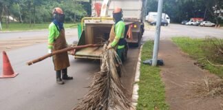 Resíduos vegetais viram composto para produção de mudas e manutenção de áreas verdes