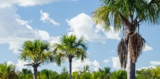 Empresa de Regularização de Terras Rurais lança o primeiro edital de CDU em 2025