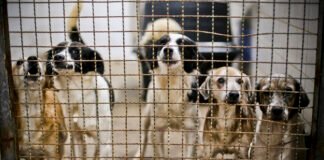 Iniciativa promove conscientização sobre bem-estar animal em escola da Estrutural