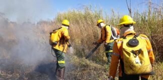 CLDF dá sinal verde para contratação continuada de brigadas florestais pelo Ibram