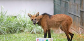Alimentação surpresa para animais diverte visitantes do Zoológico de Brasília