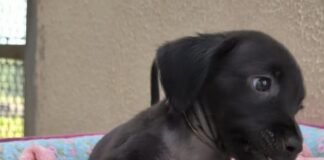 Feirinha de adoção neste sábado (15) busca famílias para pets