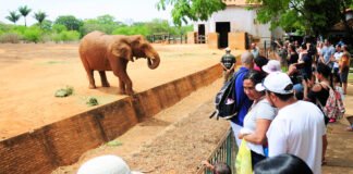 Zoológico de Brasília terá entrada gratuita para mulheres no próximo sábado (8)
