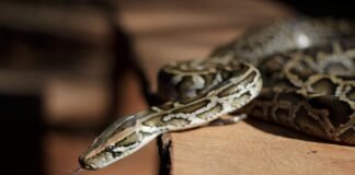 Inscrições para o Zoo Noturno serão abertas na sexta-feira (4)