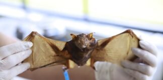 Conheça as orientações para o recolhimento de animais mortos com segurança