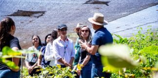 Cultivo na fazenda da Papuda viabiliza produção de mais de 50 mil fitoterápicos