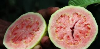 Feira da Goiaba de Brasília começa na sexta-feira (4)