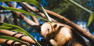 Zoo abre enquete para escolher nome da filhote de tamanduá-mirim