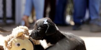 Parque da Cidade recebe primeira edição do evento Defensoria na Proteção dos Animais