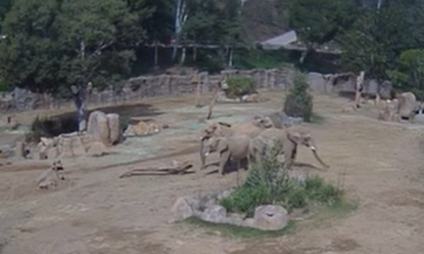 Elefantes sentem terremoto antecipadamente e fazem círculo de alerta