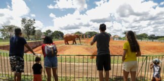 Jardim Botânico e Zoológico de Brasília mais do que dobraram o número de visitantes com programa Lazer para Todos