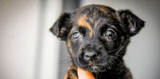 Campanha Abril Laranja sensibiliza a população contra a crueldade animal