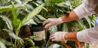 Não caia em fake news: Saiba como funcionam armadilhas contra o Aedes aegypti