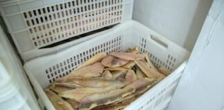 Operação verifica origem e condições de pescados comercializados no DF
