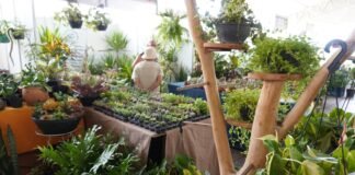 Florabraz marca presença na Feira da Goiaba com flores e plantas ornamentais até domingo (13)