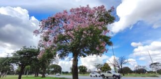 Floração das paineiras embeleza ainda mais as ruas e áreas públicas do Distrito Federal
