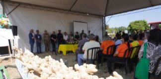 II Dia Especial do Gengibre terá programação diversificada em Vargem Bonita
