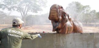 Visitas guiadas no Zoológico de Brasília e festivais marcam a agenda cultural do fim de semana