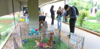 Feira pet incentiva adoção responsável e bem-estar animal no anexo do Palácio do Buriti