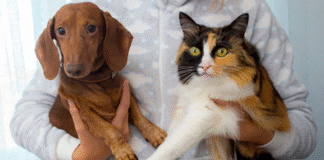 Agenda-DF: Novas vagas de castração para cães e gatos serão disponibilizadas