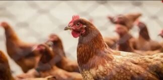Gripe aviária: pelo menos 12 animais de 4 estados estão sob investigação